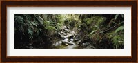 Stream flowing in a forest, Milford Sound, Fiordland National Park, South Island, New Zealand Fine Art Print