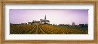 Vineyard with a church in the background, Hochheim, Rheingau, Germany Fine Art Print