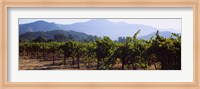 Grape vines in a vineyard, Napa Valley, Napa County, California, USA Fine Art Print
