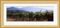 Grape vines in a vineyard, Napa Valley, Napa County, California, USA Fine Art Print