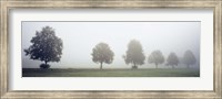 Fog covered trees in a field, Baden-Wurttemberg, Germany (black and white) Fine Art Print