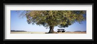 Empty bench under a tree, Baden-Wurttemberg, Germany Fine Art Print