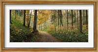 Road passing through a forest, Baden-Wurttemberg, Germany Fine Art Print