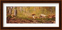 Mushroom on a tree trunk, Baden-Wurttemberg, Germany Fine Art Print
