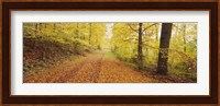 Road covered with autumnal leaves passing through a forest, Baden-Wurttemberg, Germany Fine Art Print