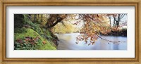 Trees along a river, River Dart, Bickleigh, Mid Devon, Devon, England Fine Art Print