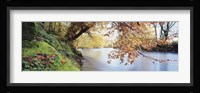 Trees along a river, River Dart, Bickleigh, Mid Devon, Devon, England Fine Art Print