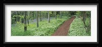 Bluebells and garlic along footpath in a forest, Killerton, Exe Valley, Devon, England Fine Art Print