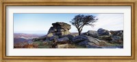 Bare tree near rocks, Haytor Rocks, Dartmoor, Devon, England Fine Art Print