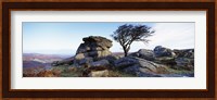 Bare tree near rocks, Haytor Rocks, Dartmoor, Devon, England Fine Art Print