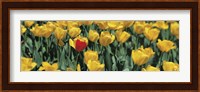 Yellow tulips in a field Fine Art Print