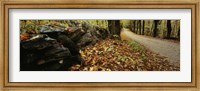 Road passing through a forest, White Mountains, New Hampshire Fine Art Print