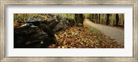 Road passing through a forest, White Mountains, New Hampshire Fine Art Print