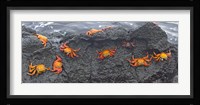 High angle view of Sally Lightfoot crabs (Grapsus grapsus) on a rock, Galapagos Islands, Ecuador Fine Art Print