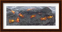 High angle view of Sally Lightfoot crabs (Grapsus grapsus) on a rock, Galapagos Islands, Ecuador Fine Art Print