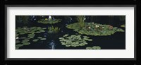 Water lilies in a pond, Denver Botanic Gardens, Denver, Colorado, USA Fine Art Print