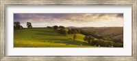 High angle view of sheep grazing in a field, Bickleigh, Mid Devon, Devon, England Fine Art Print