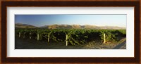 Vineyard on a landscape, Santa Ynez Valley, Santa Barbara County, California, USA Fine Art Print