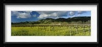 Mustard crop in a field near St. Helena, Napa Valley, Napa County, California, USA Fine Art Print
