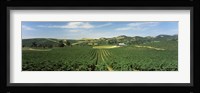 High angle view of a vineyard, Carneros District, Napa Valley, Napa County, California Fine Art Print