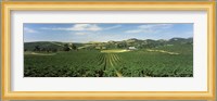 High angle view of a vineyard, Carneros District, Napa Valley, Napa County, California Fine Art Print