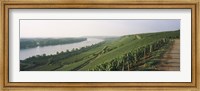 Vineyards along a river, Niersteiner Hang, Rhine River, Nackenheim, Mainz-Bingen, Rheinhessen, Rhineland-Palatinate, Germany Fine Art Print