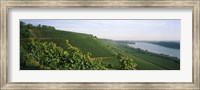 Vineyards along a river, Niersteiner Hang, Rhine River, Nackenheim, Mainz-Bingen, Rhineland-Palatinate, Rheinhessen, Germany Fine Art Print