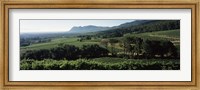 Vineyard with mountains, Constantiaberg, Constantia, Cape Winelands, Cape Town, Western Cape Province, South Africa Fine Art Print