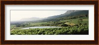 Vineyard with Constantiaberg mountain range, Constantia, Cape Winelands, Cape Town, Western Cape Province, South Africa Fine Art Print