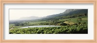 Vineyard with Constantiaberg mountain range, Constantia, Cape Winelands, Cape Town, Western Cape Province, South Africa Fine Art Print
