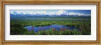 Fireweed flowers in bloom by lake, distant Mount McKinley and Alaska Range in clouds, Denali National Park, Alaska, USA. Fine Art Print