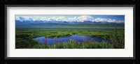 Fireweed flowers in bloom by lake, distant Mount McKinley and Alaska Range in clouds, Denali National Park, Alaska, USA. Fine Art Print