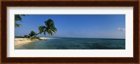 Palm tree overhanging on the beach, Laughing Bird Caye, Victoria Channel, Belize Fine Art Print