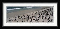 Colony of Jackass penguins (Spheniscus demersus) on the beach, Boulder Beach, Simon's Town, Western Cape Province, South Africa Fine Art Print
