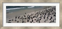 Colony of Jackass penguins (Spheniscus demersus) on the beach, Boulder Beach, Simon's Town, Western Cape Province, South Africa Fine Art Print