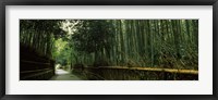 Road passing through a bamboo forest, Arashiyama, Kyoto Prefecture, Kinki Region, Honshu, Japan Fine Art Print