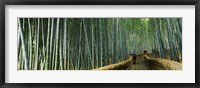 Stepped walkway passing through a bamboo forest, Arashiyama, Kyoto Prefecture, Kinki Region, Honshu, Japan Fine Art Print