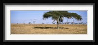 Acacia trees with weaver bird nests, Antelope and Zebras, Serengeti National Park, Tanzania Fine Art Print