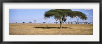 Acacia trees with weaver bird nests, Antelope and Zebras, Serengeti National Park, Tanzania Fine Art Print