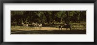 Herd of zebras in a forest, Hwange National Park, Matabeleland North, Zimbabwe Fine Art Print