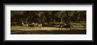 Herd of zebras in a forest, Hwange National Park, Matabeleland North, Zimbabwe Fine Art Print
