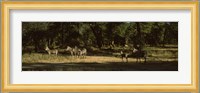 Herd of zebras in a forest, Hwange National Park, Matabeleland North, Zimbabwe Fine Art Print