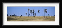Giraffes (Giraffa camelopardalis) in a national park, Hwange National Park, Matabeleland North, Zimbabwe Fine Art Print