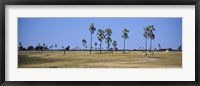 Giraffes (Giraffa camelopardalis) in a national park, Hwange National Park, Matabeleland North, Zimbabwe Fine Art Print