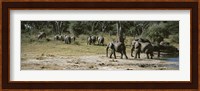 African elephants (Loxodonta africana) in a forest, Hwange National Park, Matabeleland North, Zimbabwe Fine Art Print