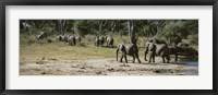 African elephants (Loxodonta africana) in a forest, Hwange National Park, Matabeleland North, Zimbabwe Fine Art Print