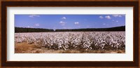 Cotton crops in a field, Georgia, USA Fine Art Print