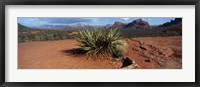 Yucca plant growing in a rocky field, Sedona, Coconino County, Arizona, USA Fine Art Print
