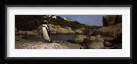 Colony of Jackass penguins on the beach, Boulder Beach, Cape Town, Western Cape Province, Republic of South Africa Fine Art Print