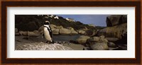 Colony of Jackass penguins on the beach, Boulder Beach, Cape Town, Western Cape Province, Republic of South Africa Fine Art Print